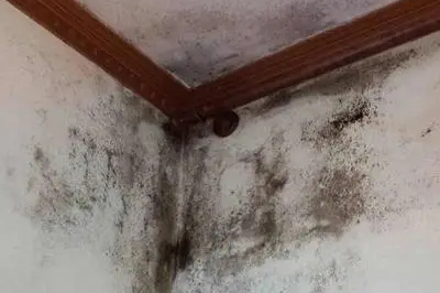 墻面發(fā)霉怎么處理？教你一招自己在家就能解決