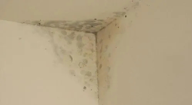 石膏板發(fā)霉的原因及除霉辦法！