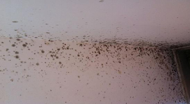 天花板發(fā)霉