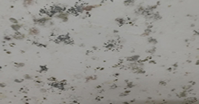 墻面發(fā)霉 墻面發(fā)霉