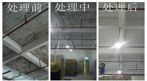 除霉前后對(duì)比 除霉前后對(duì)比