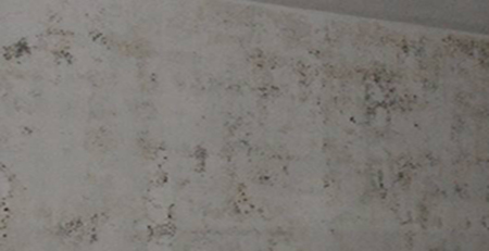 墻面發(fā)霉