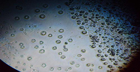 微生物活動 微生物活動