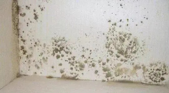 1659772562551396.jpg 地下室發(fā)霉.webp.jpg