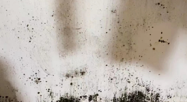 1662713823700984.jpg 白墻發(fā)霉.jpg